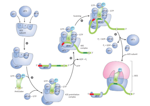 initiation of protein synthesis in eukaryotes